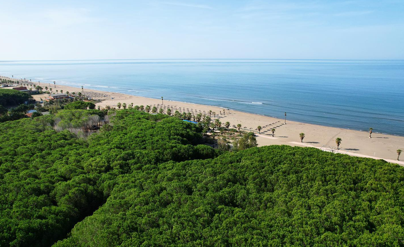 Aerial view of Spille beach and pine forest